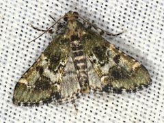 Arescoptera haplocala