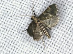 Arescoptera haplocala