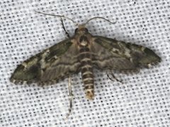Arescoptera haplocala