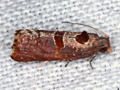 Glyphidoptera insignana