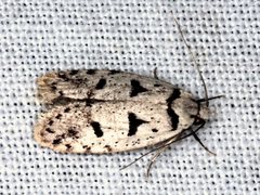 Scatochresis episema
