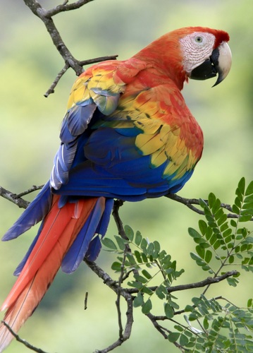 Scarlet Macaw