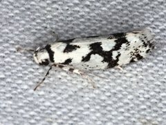 Lichenaula calligrapha