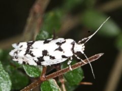 Lichenaula calligrapha