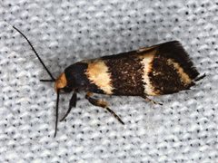 Cosmaresta callichrysa