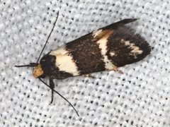 Cosmaresta callichrysa