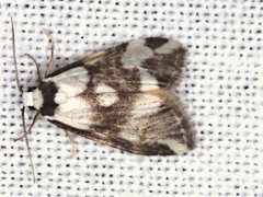 Thallarcha staurocola