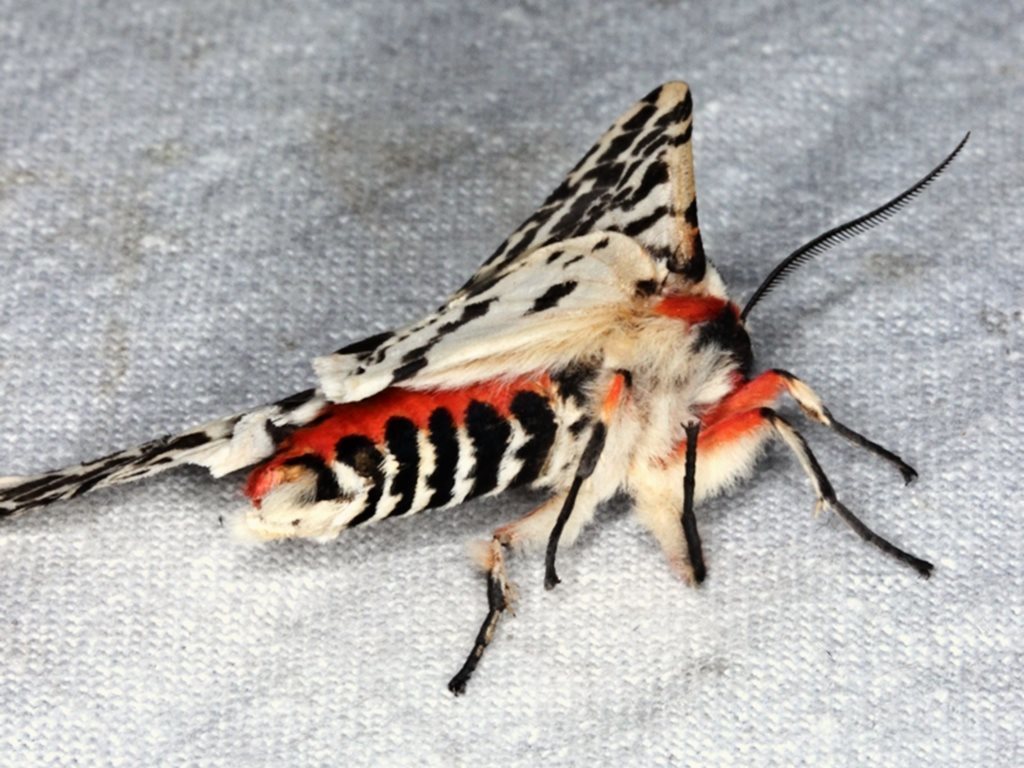 black-and-white tiger moth from Morwell National Park, Fosters Gully
