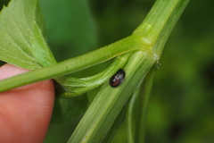 Brachyplatys subaeneus