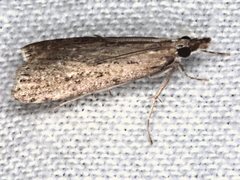 Scoparia ochrophara