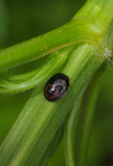 Brachyplatys subaeneus