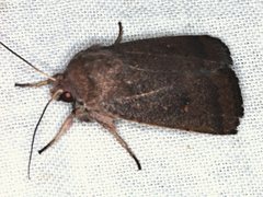 Proteuxoa porphyrescens
