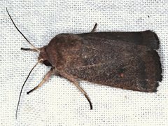 Proteuxoa porphyrescens