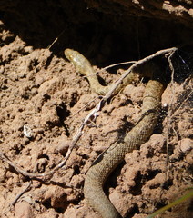 Thamnophis rufipunctatus