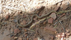 Thamnophis rufipunctatus