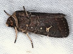 Proteuxoa bistrigula