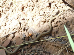 Thamnophis rufipunctatus