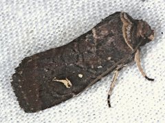 Proteuxoa bistrigula