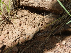 Thamnophis rufipunctatus