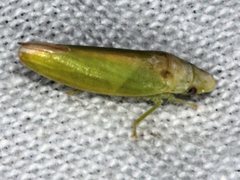 Reuplemmeles hobartensis