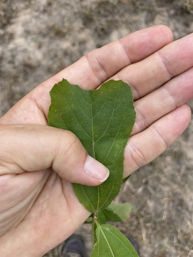 blunt-leaved donkeyberry (Grewia truncata)