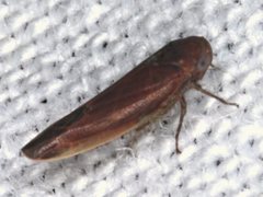 Balclutha yanchepensis