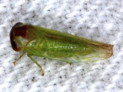 Rosopaella leurensis