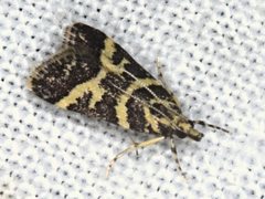 Scoparia spelaea