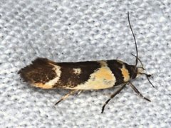 Macrobathra chrysotoxa