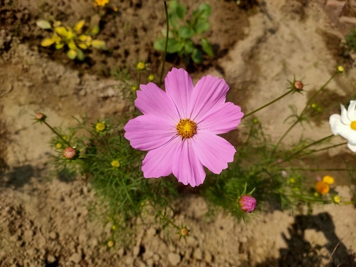 garden cosmos