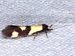 Opogona comptella
