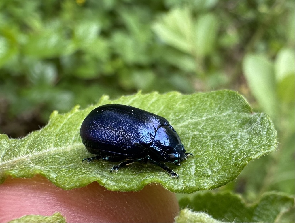 Oreina intricata