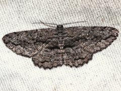 Scioglyptis canescaria