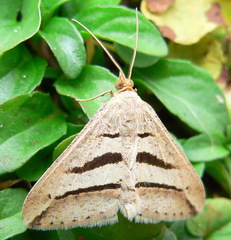 Chiasmia subcurvaria