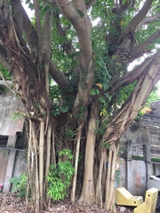 Ficus subpisocarpa