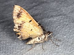 Chrysolarentia lucidulata