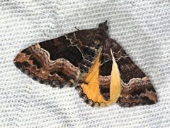 Chrysolarentia lucidulata