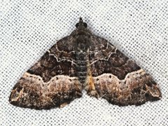 Chrysolarentia lucidulata