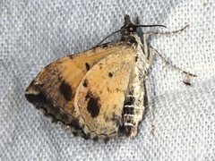 Chrysolarentia lucidulata