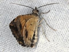 Chrysolarentia lucidulata