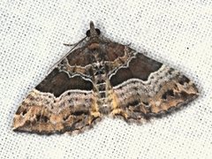 Chrysolarentia lucidulata