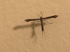 Anstenoptilia