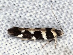 Macrobathra bigerella
