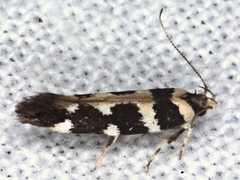 Macrobathra bigerella