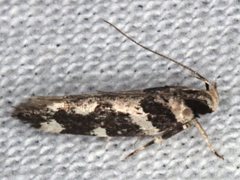 Macrobathra bigerella