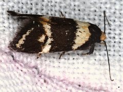 Cosmaresta callichrysa