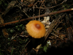 Cortinarius waiporianus