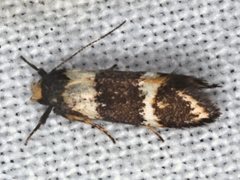Cosmaresta callichrysa