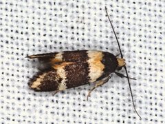 Cosmaresta callichrysa