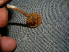 Cortinarius waiporianus